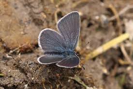 Attēlu rezultāti vaicājumam “Cupido minimus”