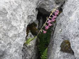 Attēlu rezultāti vaicājumam “Epipactis atrorubens bud”