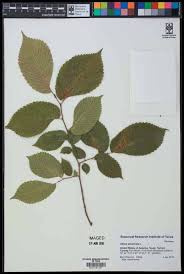 Attēlu rezultāti vaicājumam “Licea minima sessile”