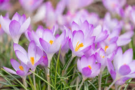 Attēlu rezultāti vaicājumam “Crocus tommasinianus flower”