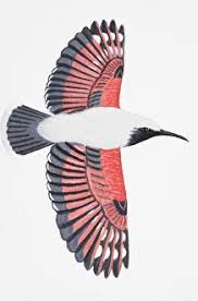 Image result for Tichodroma muraria