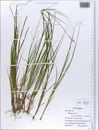 Attēlu rezultāti vaicājumam “Carex elongata”