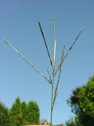 Attēlu rezultāti vaicājumam “Digitaria ischaemum leaf”