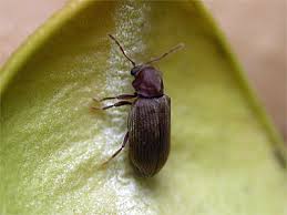 Attēlu rezultāti vaicājumam “Anobium pertinax”