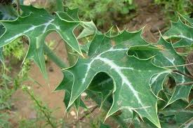 Attēlu rezultāti vaicājumam “Papaver argemone leaf”