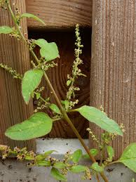 Attēlu rezultāti vaicājumam “Chenopodium polyspermum var. acutifolium flower”