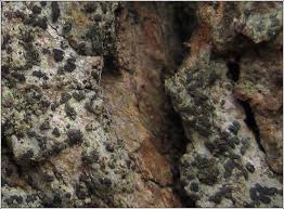 Attēlu rezultāti vaicājumam “Alyxoria varia”