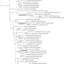 Attēlu rezultāti vaicājumam “Licea chelonoides spores”