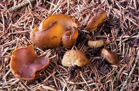 Attēlu rezultāti vaicājumam “Sowerbyella radiculata”