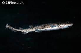 Image result for Scyliorhinus stellaris