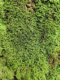 Attēlu rezultāti vaicājumam “Bartramia pomiformis sporophyte”