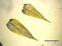 Attēlu rezultāti vaicājumam “Brachytheciastrum velutinum sporophyte”