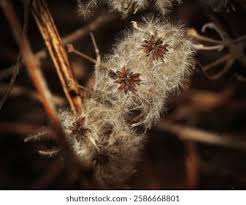 Attēlu rezultāti vaicājumam “Clematis fruit”