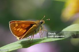 Attēlu rezultāti vaicājumam “Ochlodes sylvanus female”