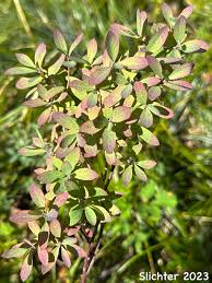 Attēlu rezultāti vaicājumam “Vaccinium uliginosum leaf”