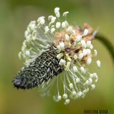 Attēlu rezultāti vaicājumam “Plantago lanceolata bud”