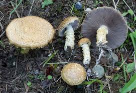 Attēlu rezultāti vaicājumam “Stropharia albocrenulata”