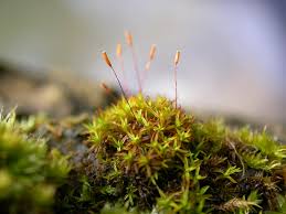 Attēlu rezultāti vaicājumam “Bryoerythrophyllum recurvirostrum”