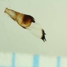 Attēlu rezultāti vaicājumam “Antrodia pulvinascens”