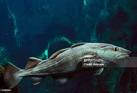 Image result for Gadus morhua