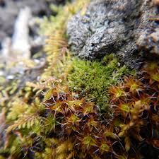 Attēlu rezultāti vaicājumam “Aloina rigida sporophyte”