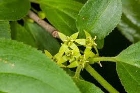 Attēlu rezultāti vaicājumam “Rhamnus cathartica leaf”