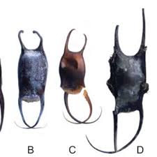 Image result for Leucoraja ocellata