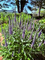 Attēlu rezultāti vaicājumam “Veronica longifolia fruit”