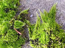 Attēlu rezultāti vaicājumam “Homalothecium sericeum”