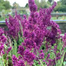 Attēlu rezultāti vaicājumam “Salvia nemorosa fruit”