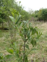 Attēlu rezultāti vaicājumam “Yponomeuta plumbella”