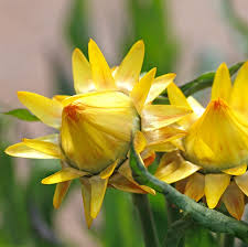 Image result for Strohblume