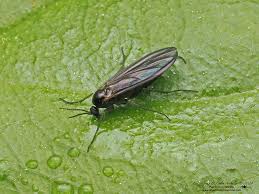 Attēlu rezultāti vaicājumam “Sciaridae”