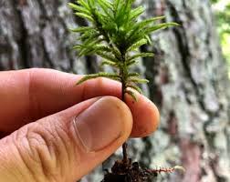 Attēlu rezultāti vaicājumam “Climacium dendroides”