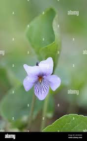 Attēlu rezultāti vaicājumam “Viola epipsila flower”