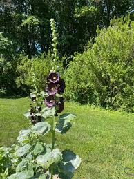 Image result for Alcea rosea nigra