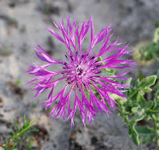 Attēlu rezultāti vaicājumam “Centaurea”