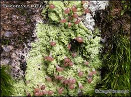 Attēlu rezultāti vaicājumam “Baeomyces rufus”