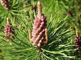 Attēlu rezultāti vaicājumam “Pinus sylvestris male flower”