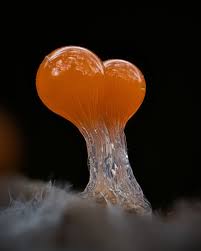 Attēlu rezultāti vaicājumam “Trichia sp.”