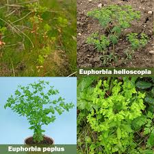 Attēlu rezultāti vaicājumam “Euphorbia helioscopia leaf”