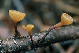 Attēlu rezultāti vaicājumam “Rutstroemia firma”