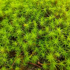 Attēlu rezultāti vaicājumam “Polytrichum juniperinum sporophyte”