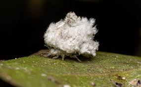 Attēlu rezultāti vaicājumam “Chrysopidae larva”