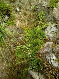 Attēlu rezultāti vaicājumam “Anthocerotopsida”