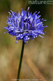 Attēlu rezultāti vaicājumam “Jasione montana flower”