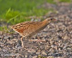 Image result for Crex crex