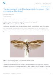 Attēlu rezultāti vaicājumam “Plutellidae”