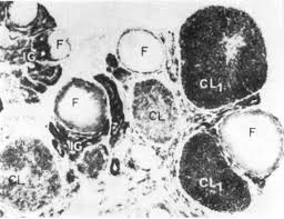 Image result for Leucoraja erinaceus