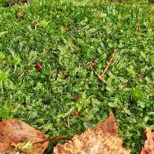 Attēlu rezultāti vaicājumam “Harpanthus flotovianus”